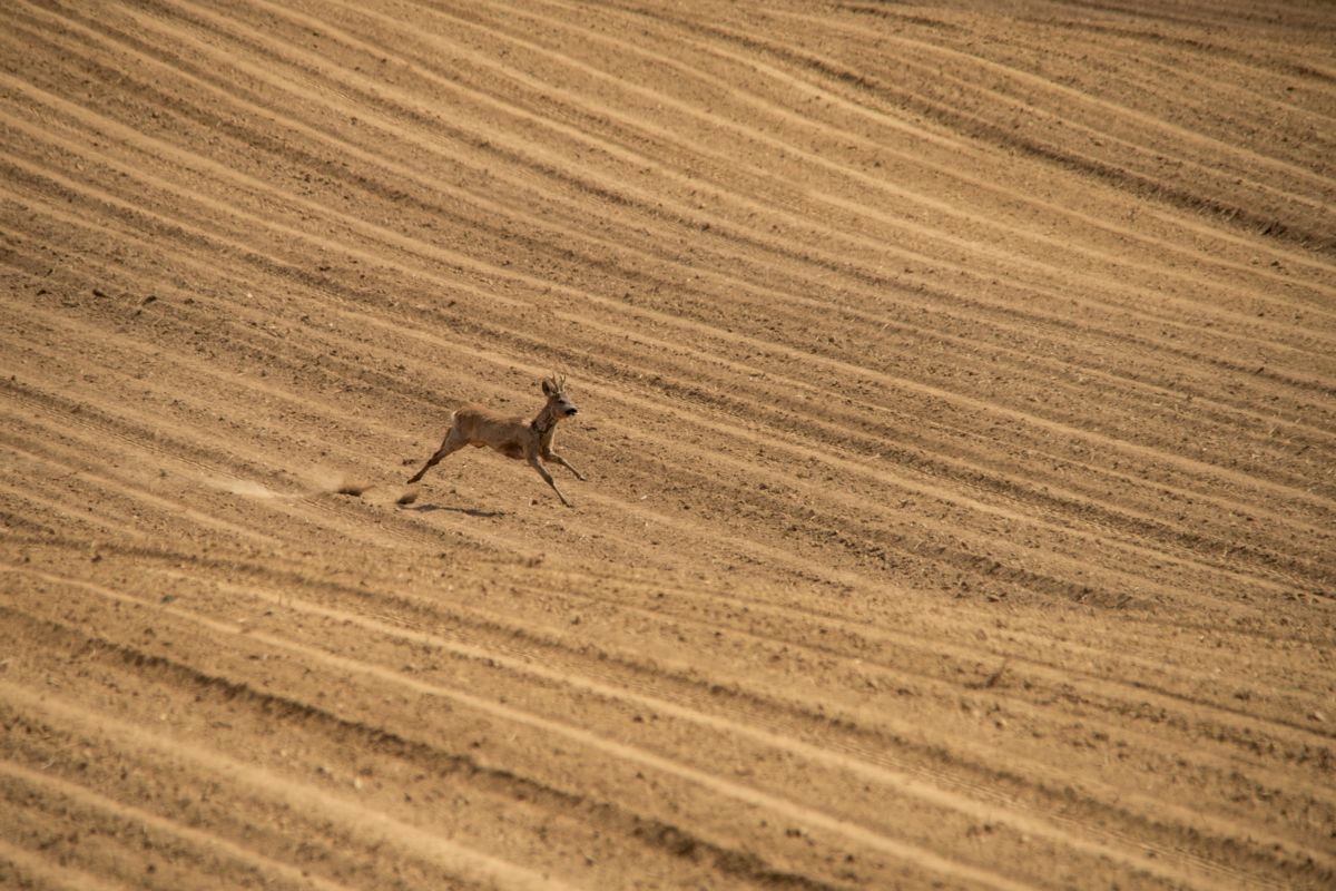 Varró Brigitta Barbara