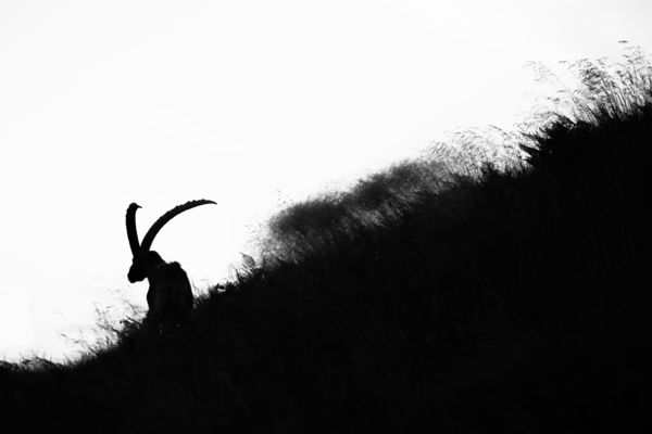 A hegymászás mestere