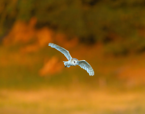 Ott, ahol a domb ragyog