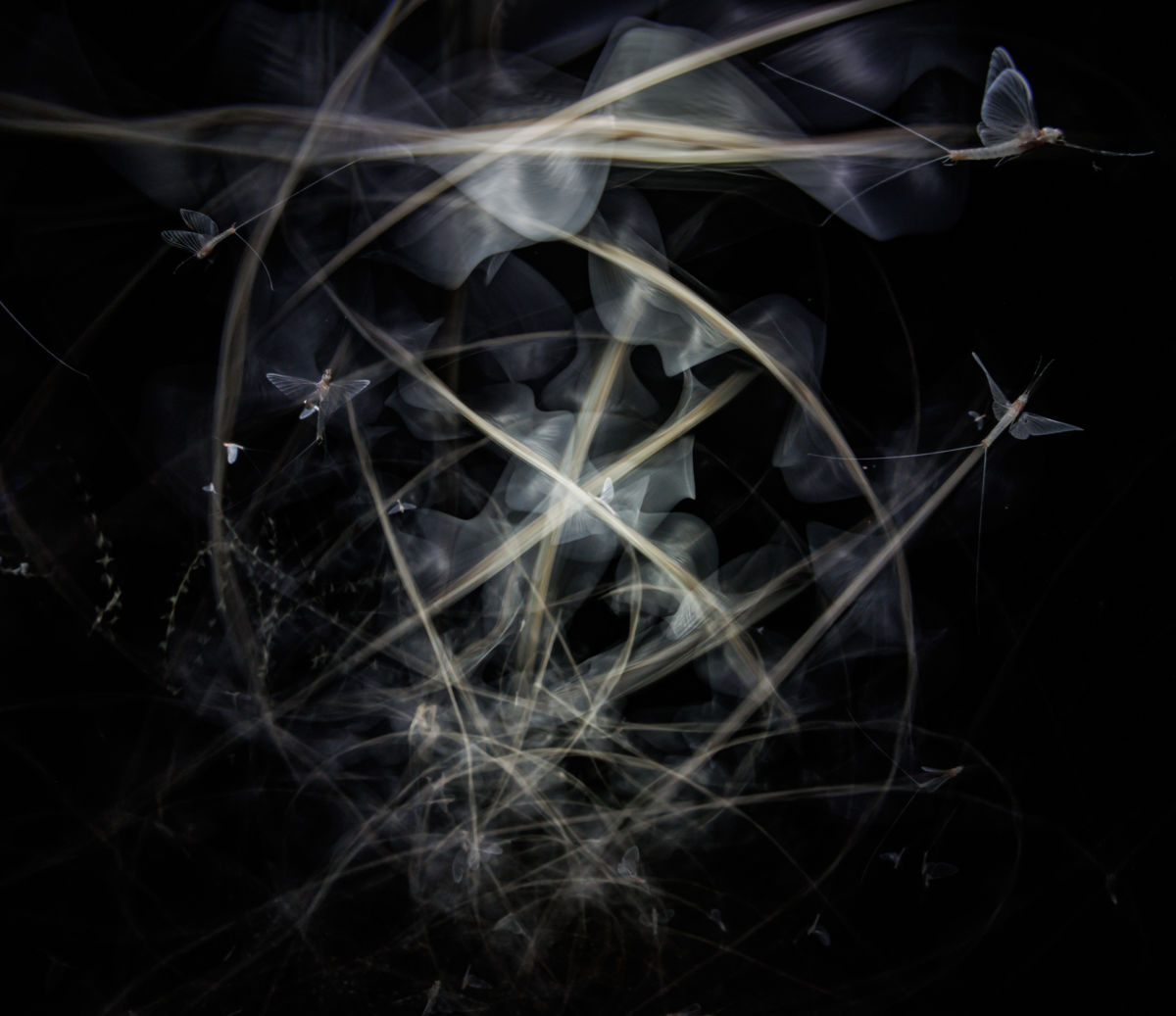 Gyenti-Kálvin Kinga