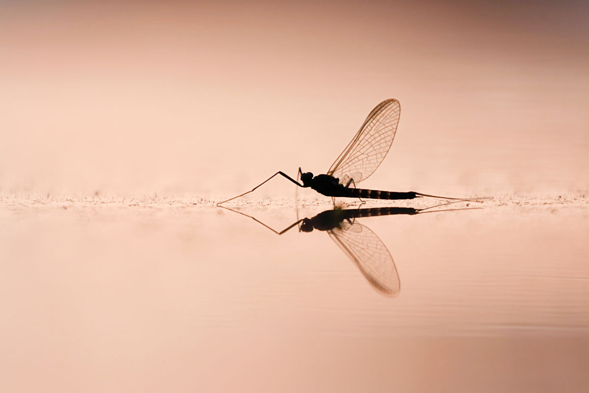 Baloghné dr. Kovács Matild