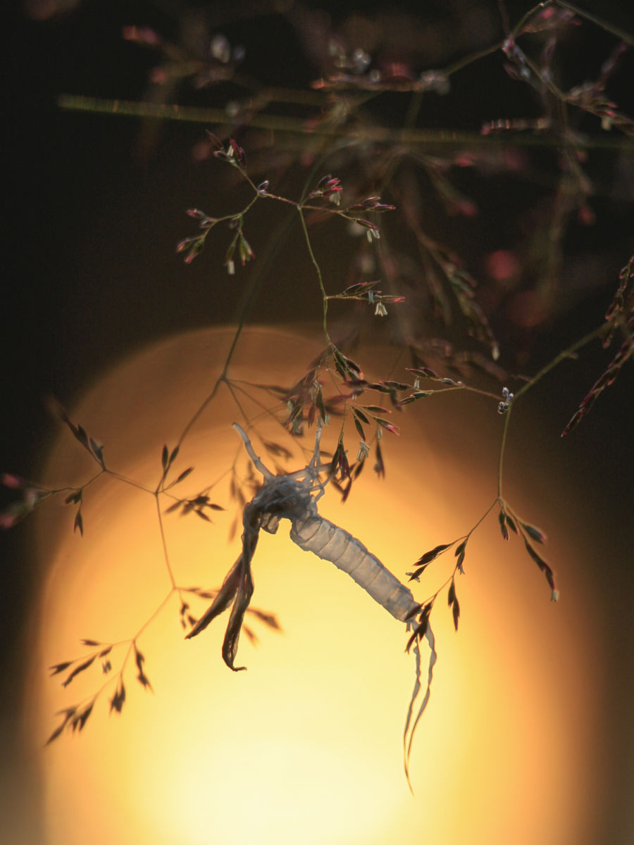 Baloghné dr. Kovács Matild