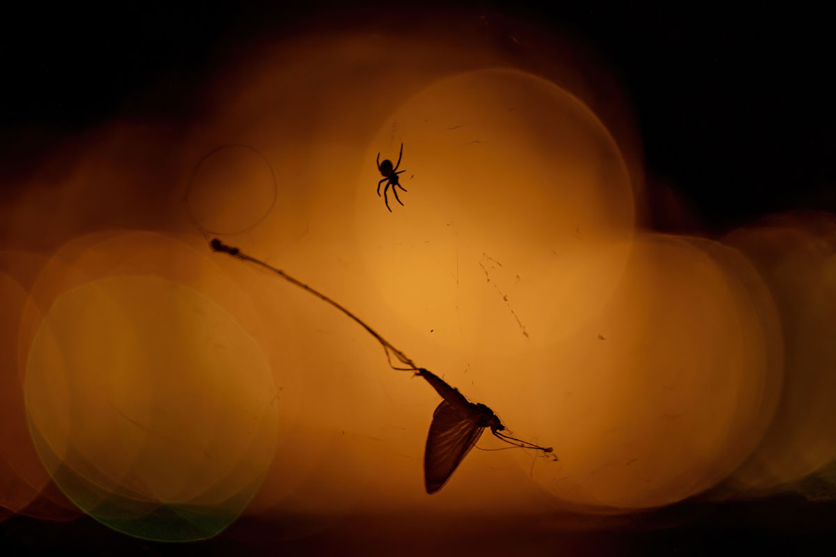 Gyenti-Kálvin Kinga