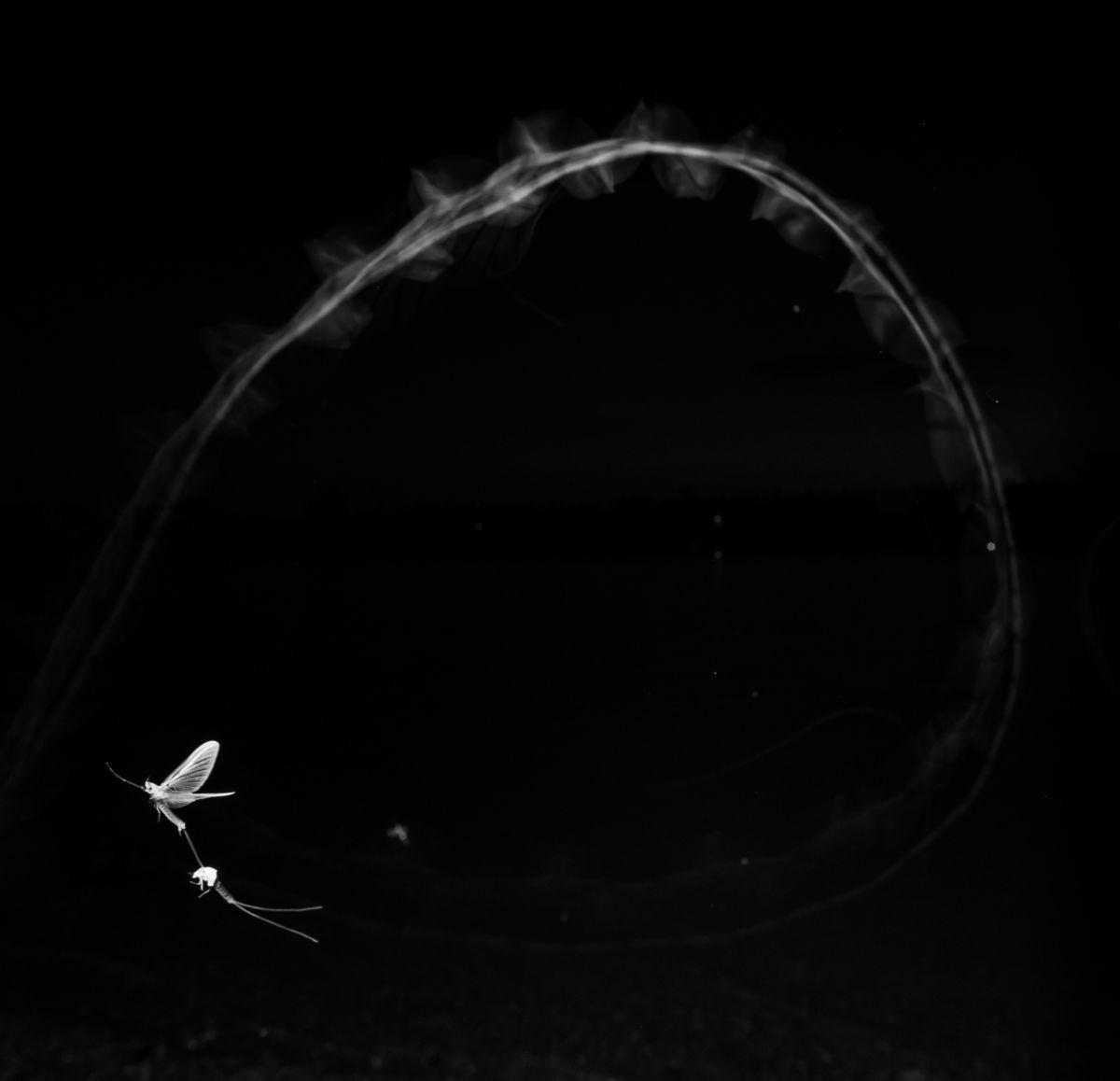 Gyenti-Kálvin Kinga