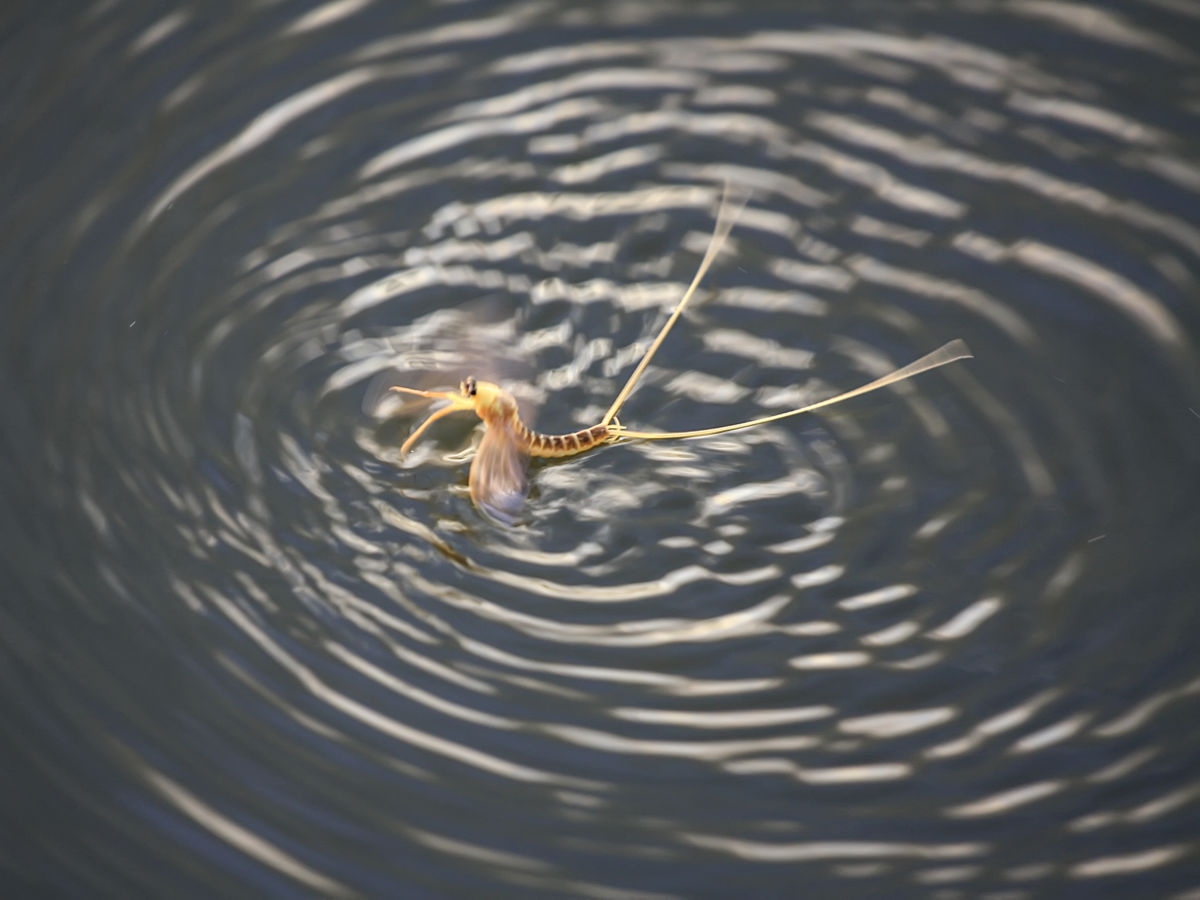 Baloghné dr. Kovács Matild