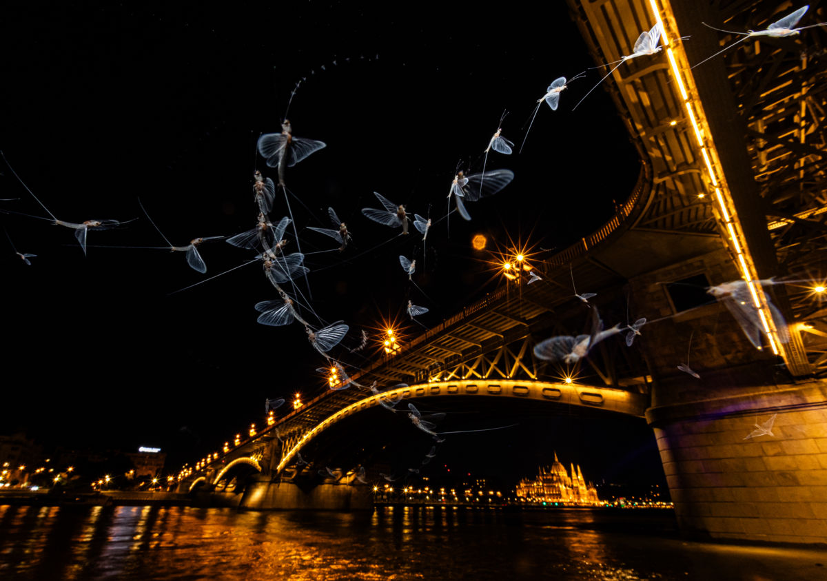 Gyenti-Kálvin Kinga