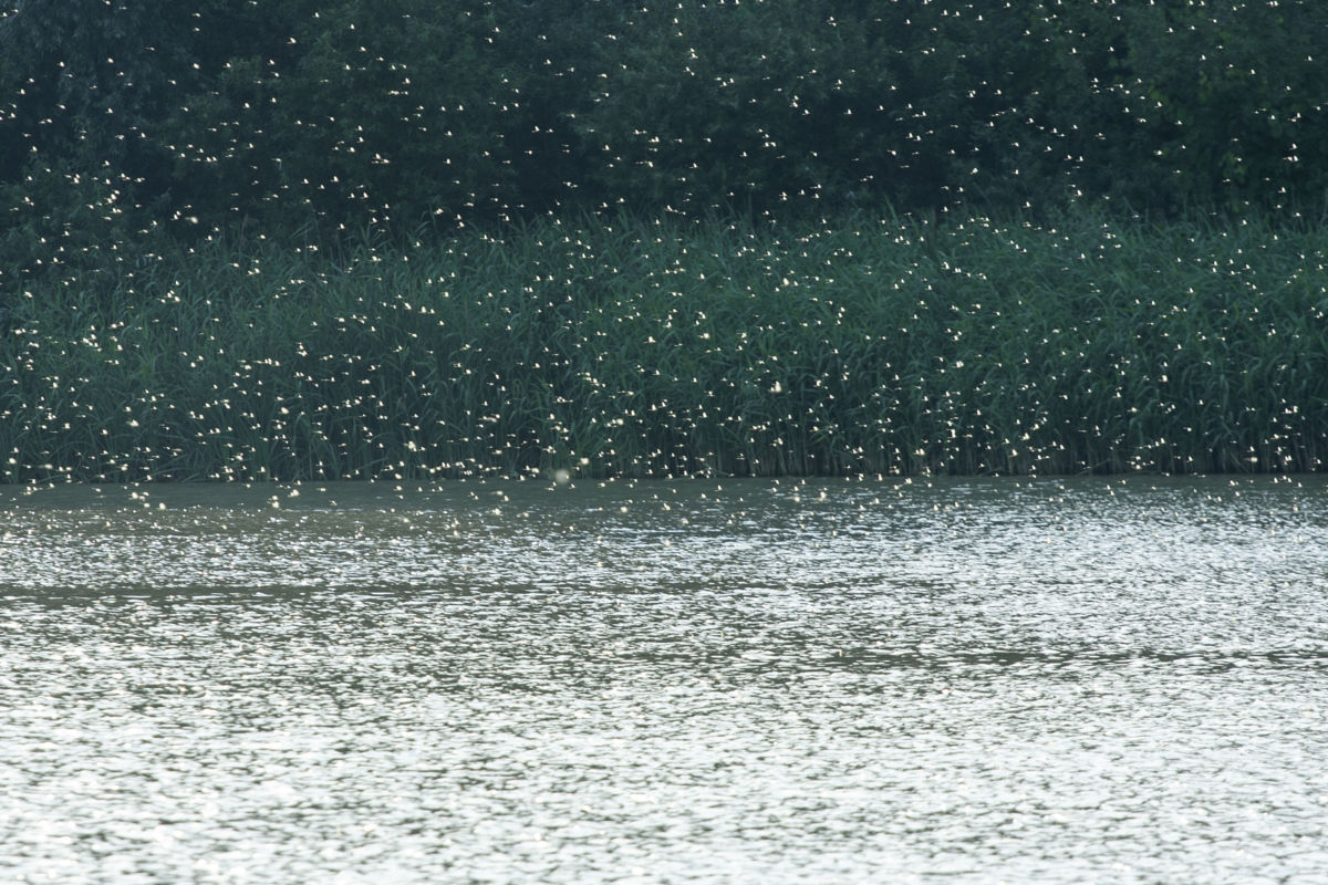 Baloghné dr. Kovács Matild