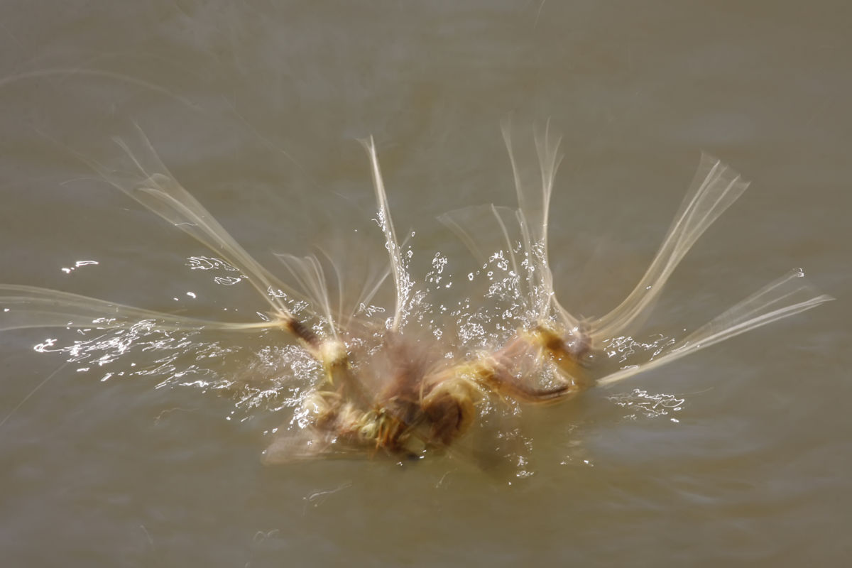 Baloghné dr. Kovács Matild