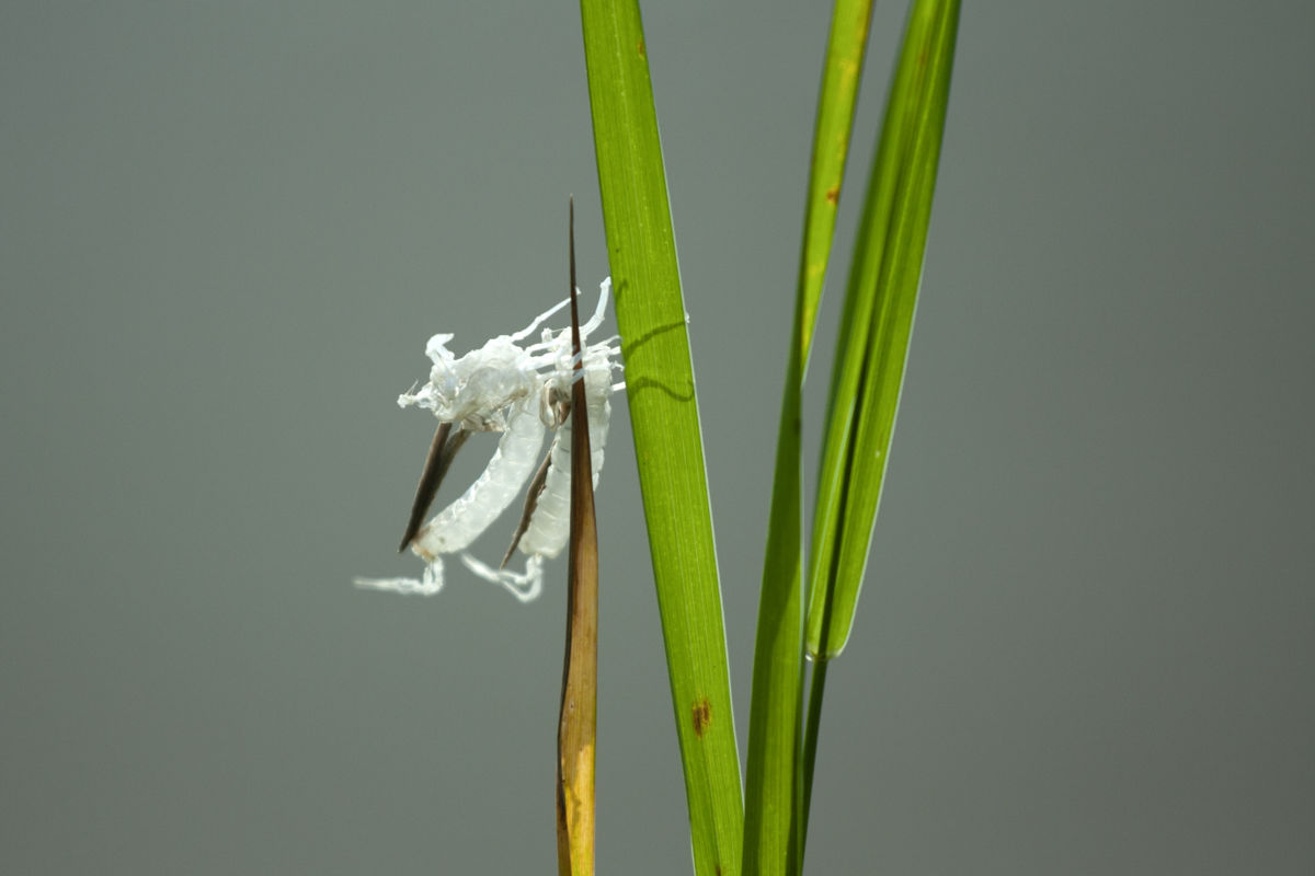 Baloghné dr. Kovács Matild