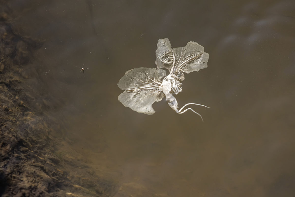 Baloghné dr. Kovács Matild