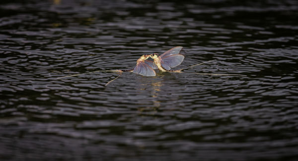 Találkozás (tiszavirág)