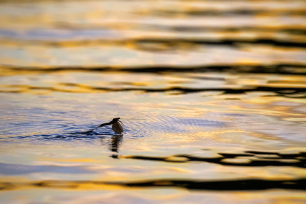 Egy tiszavirág alkonya