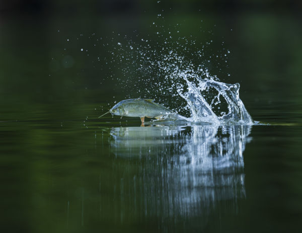 Kérész életű kérész