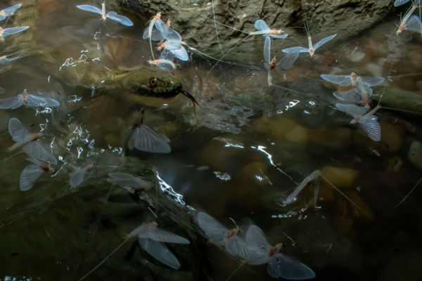 Virágok társaságában