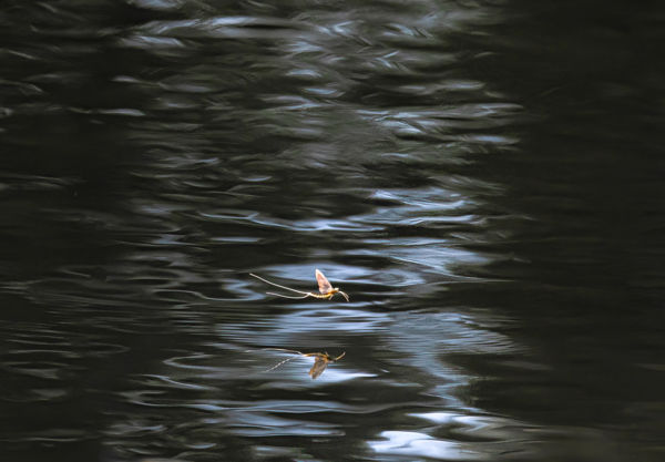 Egyedül a Tisza felett