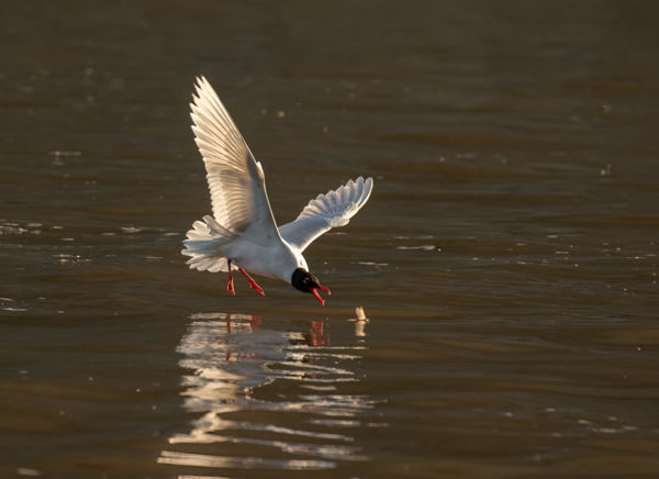 Szerecsensirály tiszavirággal