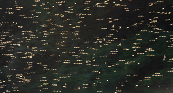 Tiszavirágok kompenzációs repülése a folyó fölött