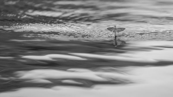 Tündér feketefehérben