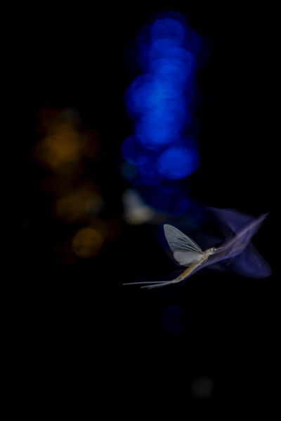 Nyári harmónia a Dunán