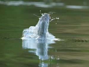 Szemtől szemben. Szemtől szemben.