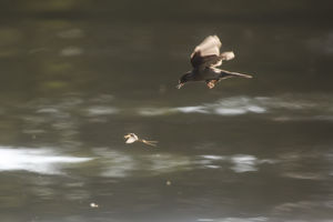 Üldözés Üldözés