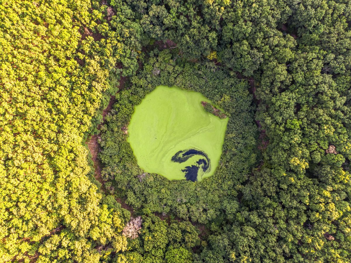 Koncz-Bisztricz Tamás