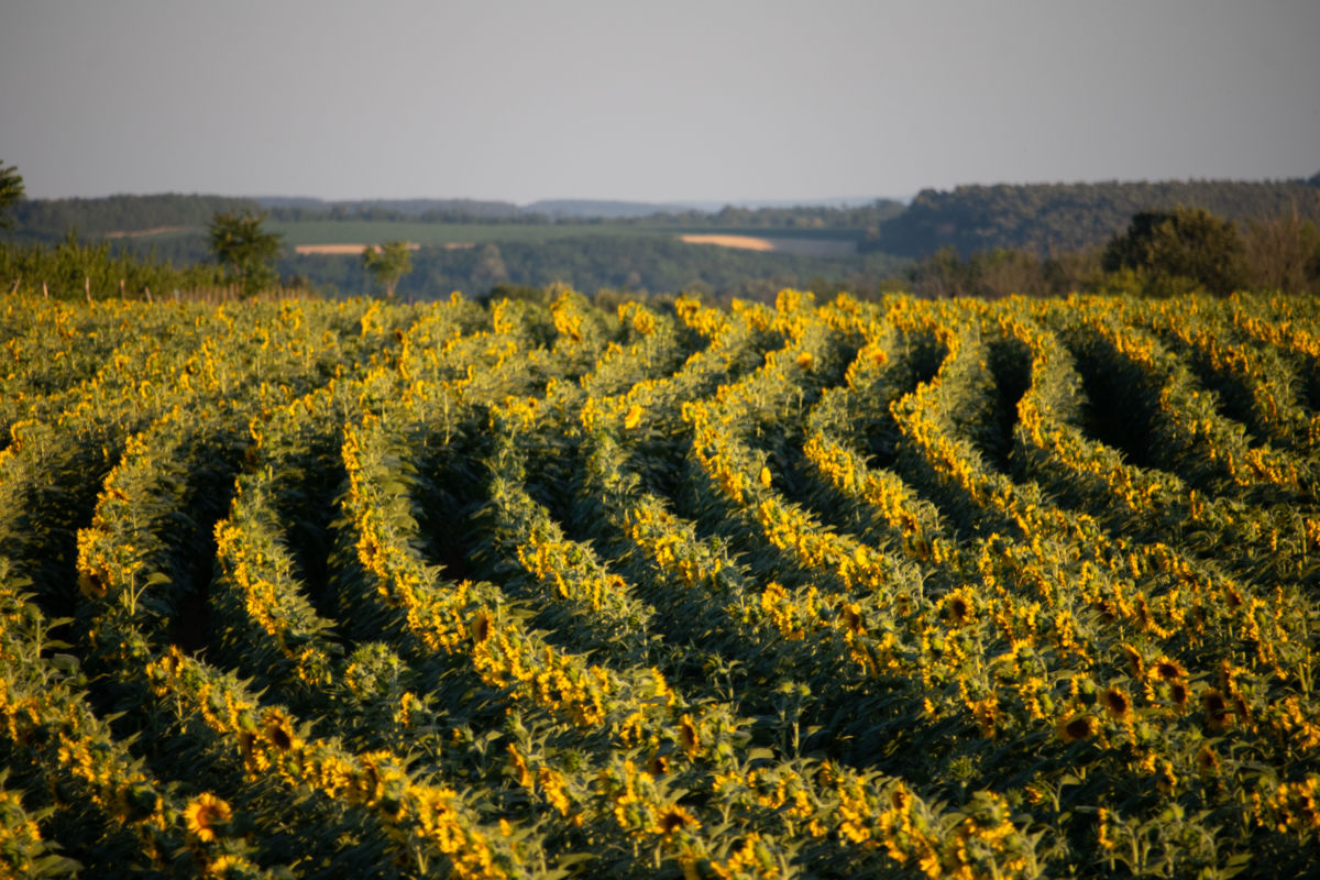 Szekérné Dr Bók Anikó