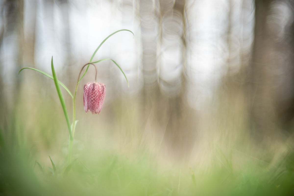 Darányiné Bakos Éva