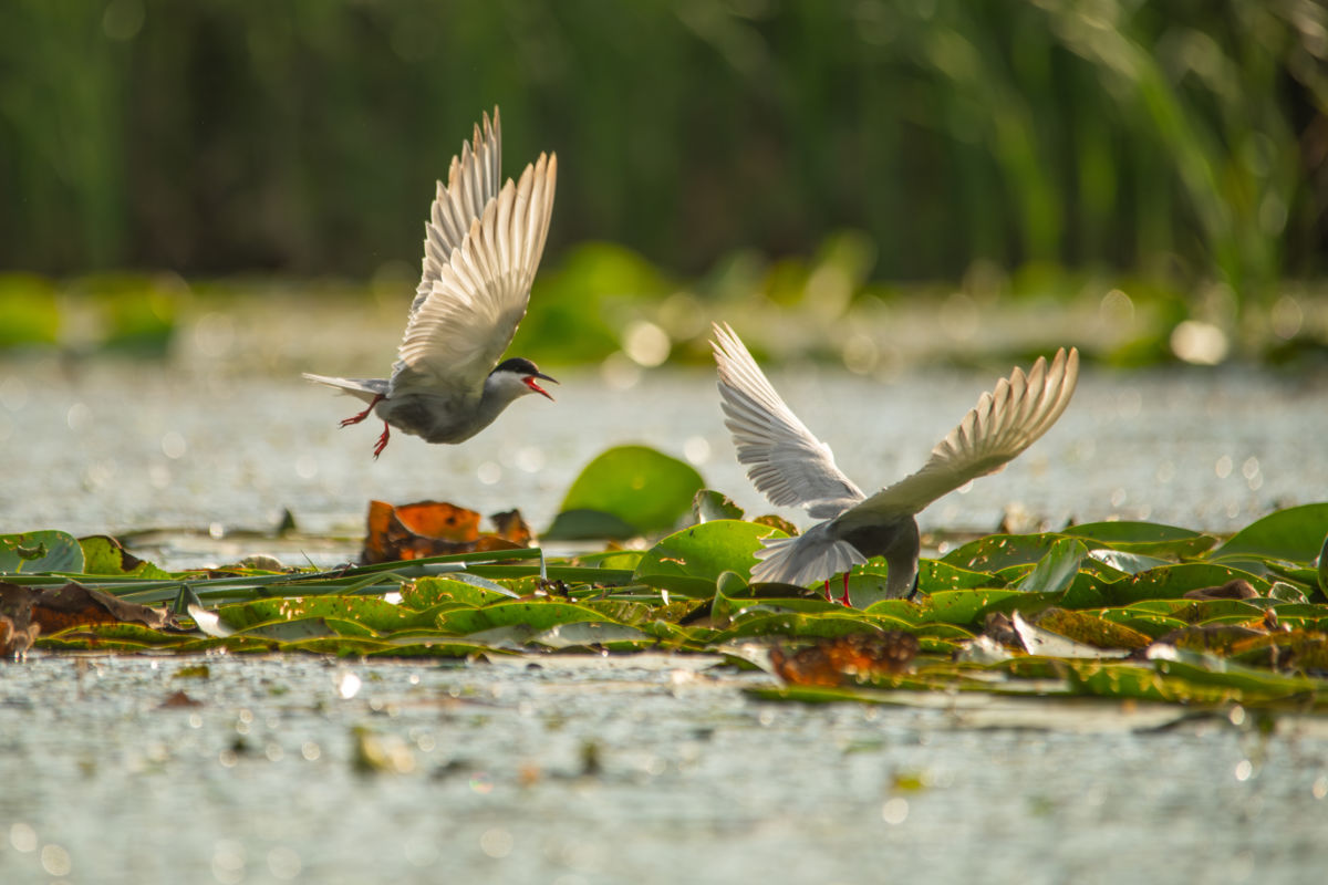 Varró Brigitta Barbara