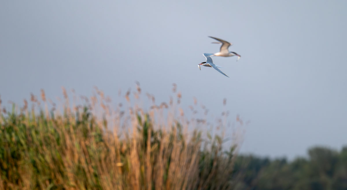 Agócs Fruzsina Júlia