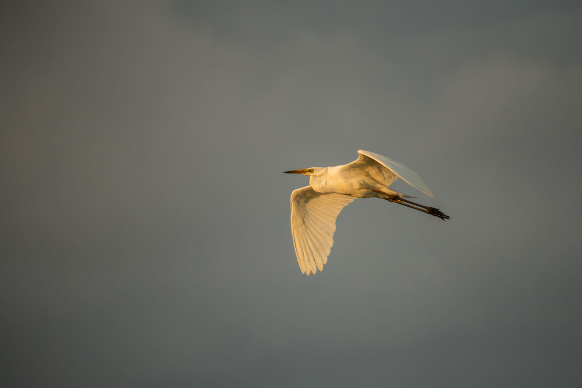 Varró Brigitta Barbara