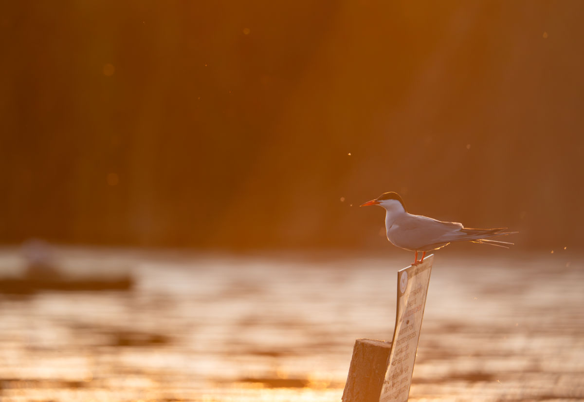 Agócs Fruzsina Júlia