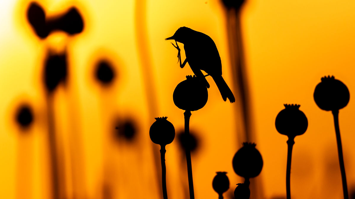 Koncz-Bisztricz Tamás