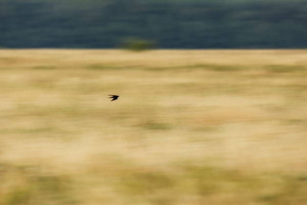 Suhanás a pusztába