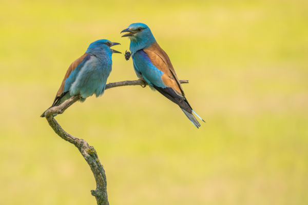 Elejtett nászajándék