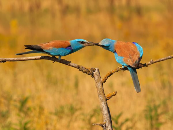 Átadás - átvétel