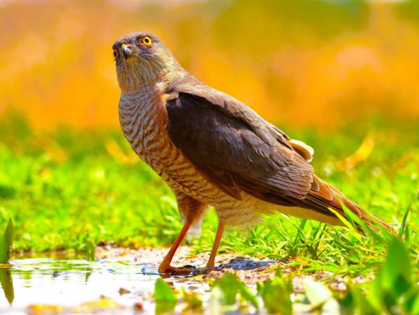 Ma is nagyon meleg van.