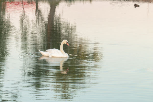 Víztükör árnyékában