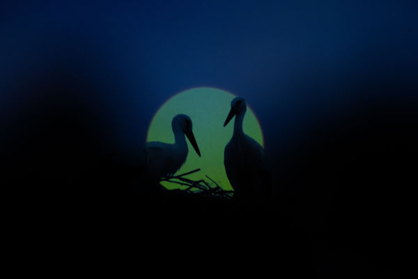 Nyugovóra készülve