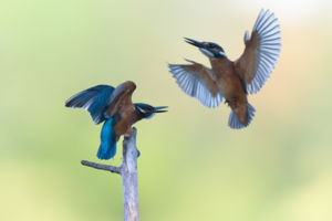 Angry birds Angry birds