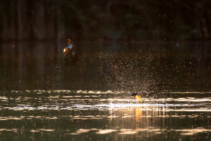 Füstifecske és partifecske fényfürdő Füstifecske és partifecske fényfürdő