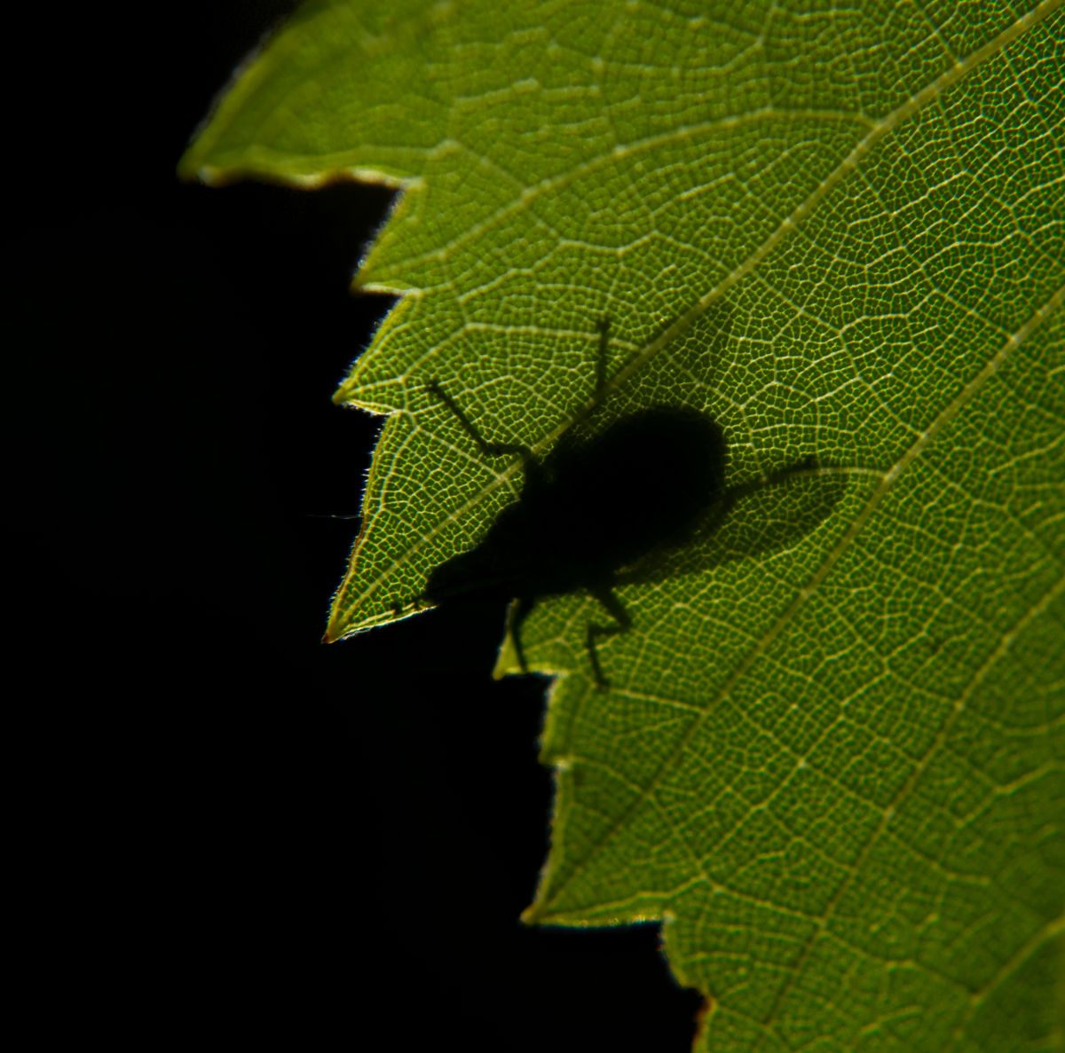 Gárdonyi Annamária