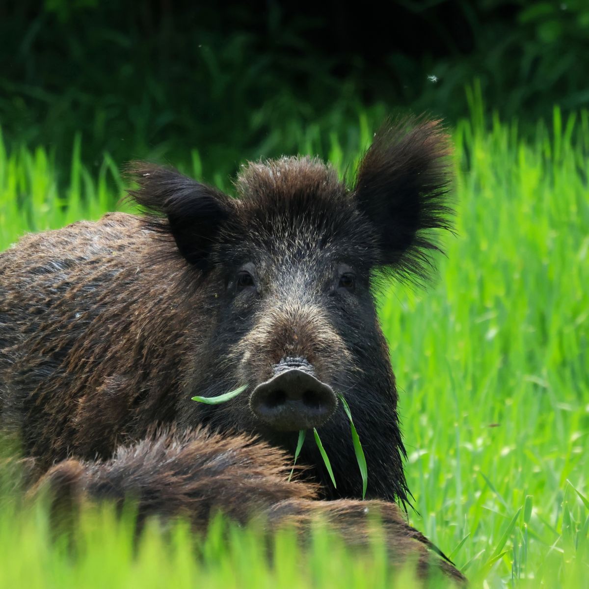 Gulyás Attila Dávid 