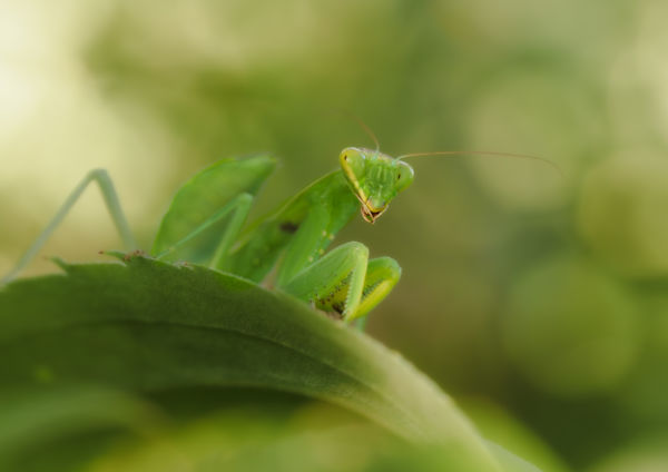 Rejtőzködés nagymestere