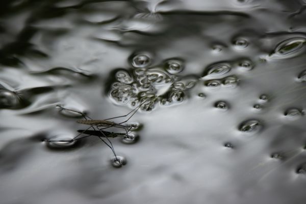 Az ezüstpatak vándora