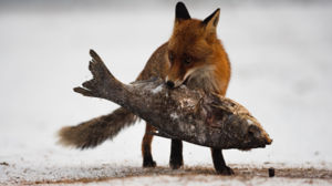 A nagy hal A nagy hal