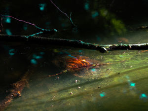 Kincs a mélyben Kincs a mélyben