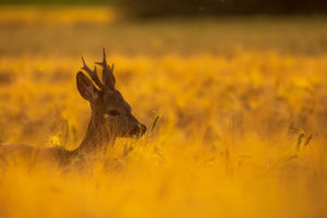 Aranyló naplementében