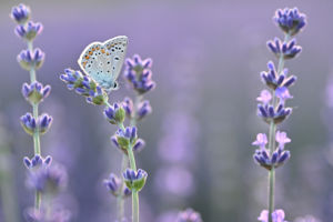 Levendula álom Levendula álom