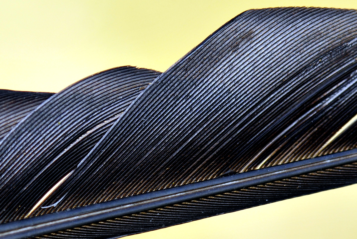 Gaál Zoltán Péter